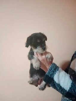 Yorkšírský/jorkšírský teriér - 3