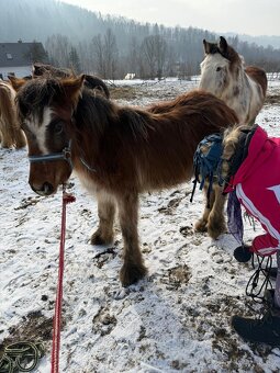 Klisna irský cob 1.rok - 3