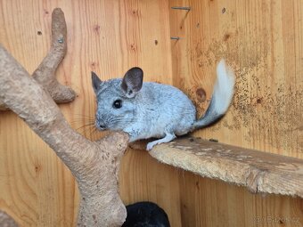 Činčila - kluci - 3