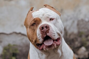 American bully - krytí - 3