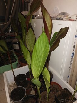 Kana dosna 'Musifolia' největší kultivar - 3