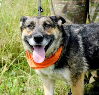JULLY K ADOPCI - krásná mladá přátelská NO - 3