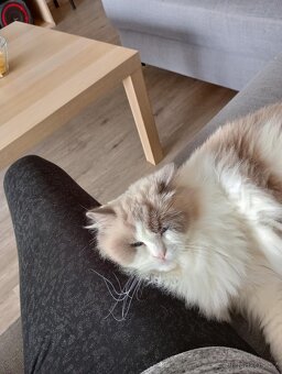Kocour Ragdoll s PP, 3letý, zdravý, čistotný, mazlivý, kastr - 3