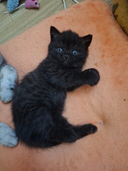 Britska modra whiskas - 3