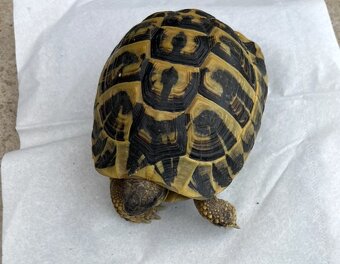 Testudo Hermanni Hermanni - 3