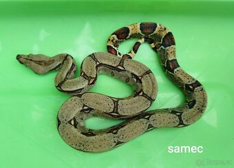 Hroznýš Královský (boa constrictor) - 3