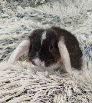 Minilop - anglický zakrslý beránek s VP - 3