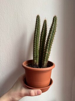 Sada tří kaktusů - 3