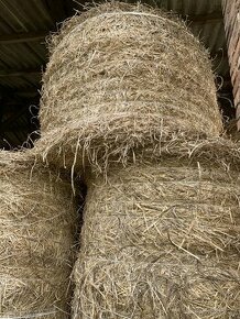 Nová sklizeň Vojtěškové seno,vojtěška,jetel ,sláma - 3