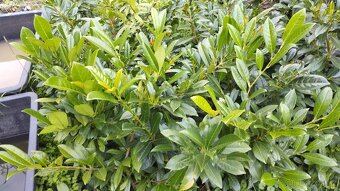 BOBKOVIŠEŇ - stále zelený plot - 3