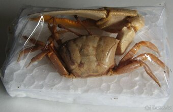 Krab houslista - 3