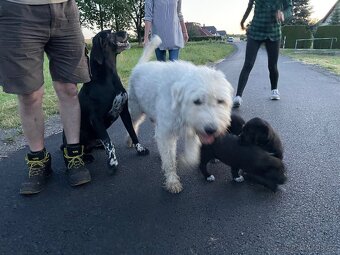 Komondor křížený s Německým ohařem - 3