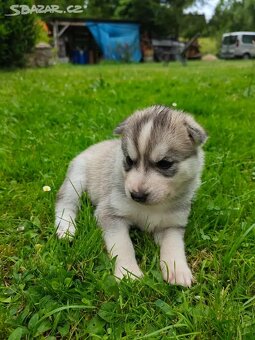 šteně sibiřského huskyho - 3