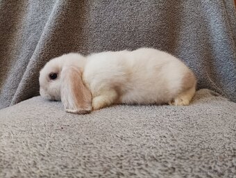 zakrslá samička beránka 🥕 - 3