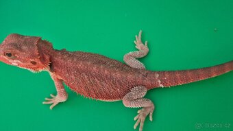Agama vousatá Half Dark Red Monster mláďata - 3
