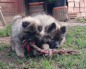 Německý špic vlčí / keeshond prodám kvalitní štěňata s PP - 3