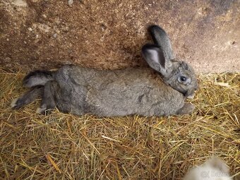 Králíci - 3