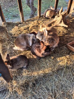 Zakrslý králíķ - 3