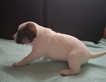 Čistokrevné štěně Jack Russell - kluk Lojza - 3