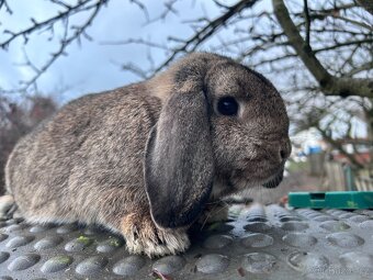 Zakrslý beránek - 3