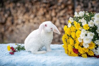 Zakrslý králíčci -  ihned k odběru - 3