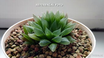 Haworthia cooperi "Sabita" ( sukulent ) - 3