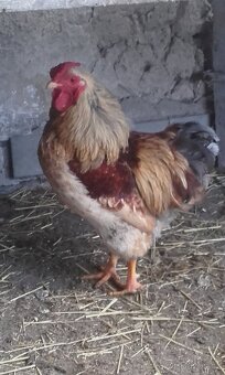 Wyandotka zdrobnělá - 3
