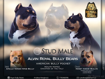 American bully pocket tricolor - krytí - 3