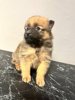 Pomeranian bez pp - 3