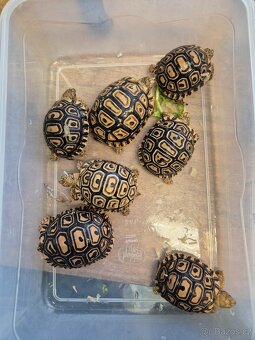Želva pardálí - Stigmochelys pardalis babcocki - 3