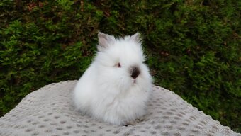 Zakrslý králík, králíček -(TEDDY)-ONŘEJ A OTA - 3