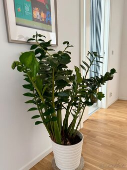 Zamioculcas pokojová rostlina - 3