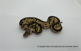 Krajta královská (Python regius) - 3