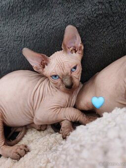 Sphynx - 3