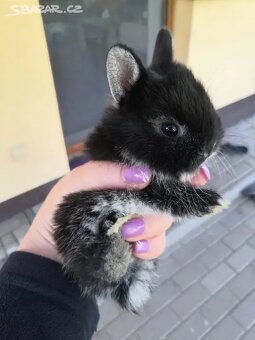 Zakrslý králík bilopesikatý černý - 3