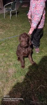 Štěňata Pudlpointra - 3