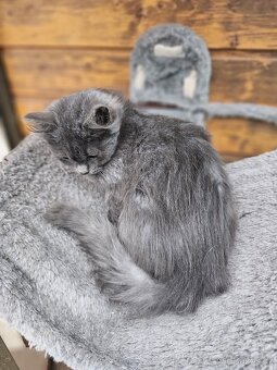 Sibiřská kočka modrá koťátka - 3