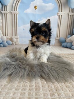 Biewer Yorkshire Terrier s pp - 3