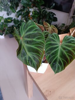 Philodendron Verrusum Incesi - 3