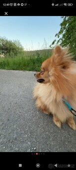 Pomeranian pes - 3