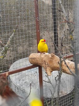 Kakariki Rudočely - 3