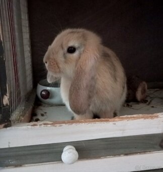 Zakrslý beránek králíček - 3