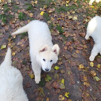 Bílý švýcarský ovčák s PP - 3