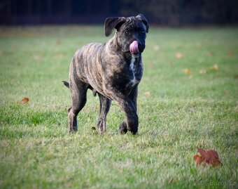 Cane Corso s PP FCI - 3