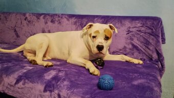 Americký stafordšírský na krytí - 3