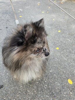Pomeranian bez PP - 3