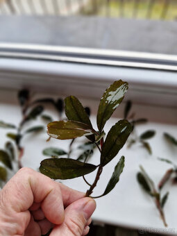 Bucephalandra super blue - 3