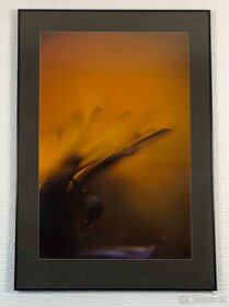 obraz - fotografie - 3