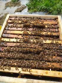 Prodej včelích oddělků - 3