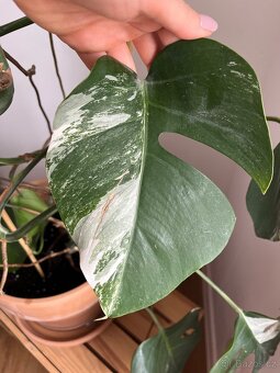 Monstera albo variegata - 3